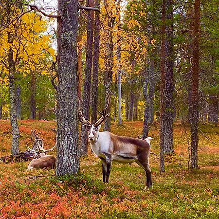 Aurora Ruka, Sauna, Lakeside - Lapland * 루카