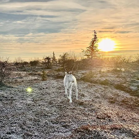 Aurora Ruka, Sauna, Lakeside - Lapland *