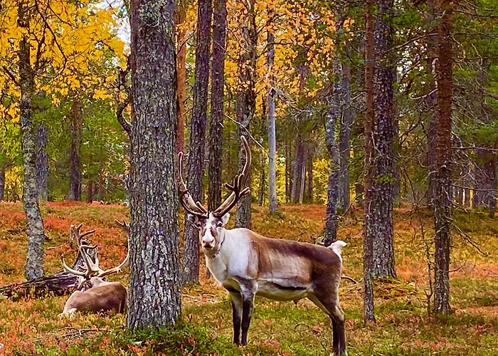 Aurora Ruka, Sauna, Lakeside - Lapland * Ruka