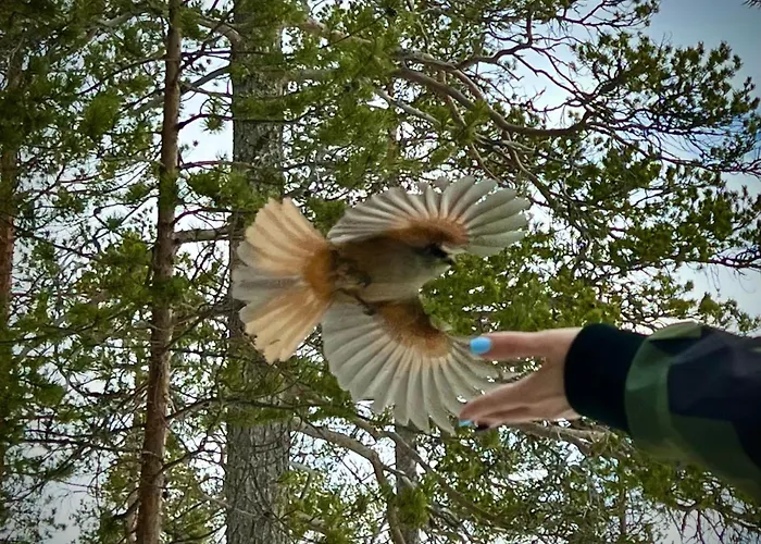 Casa vacanze Aurora Ruka, Sauna, Lakeside - Lapland Ruka