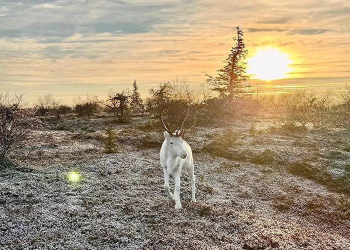 Aurora Ruka, Sauna, Lakeside - Lapland *